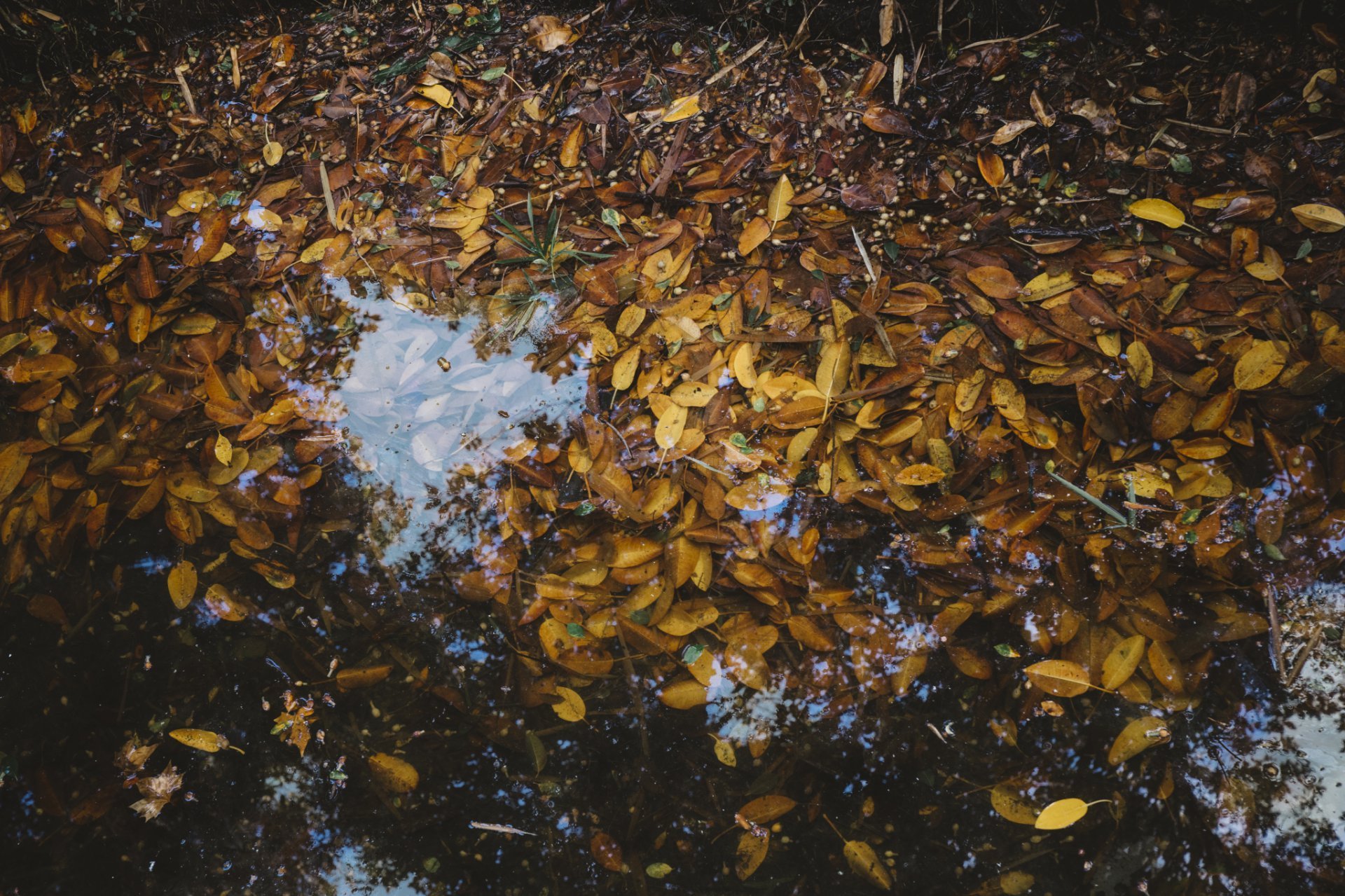 Autumn pond care