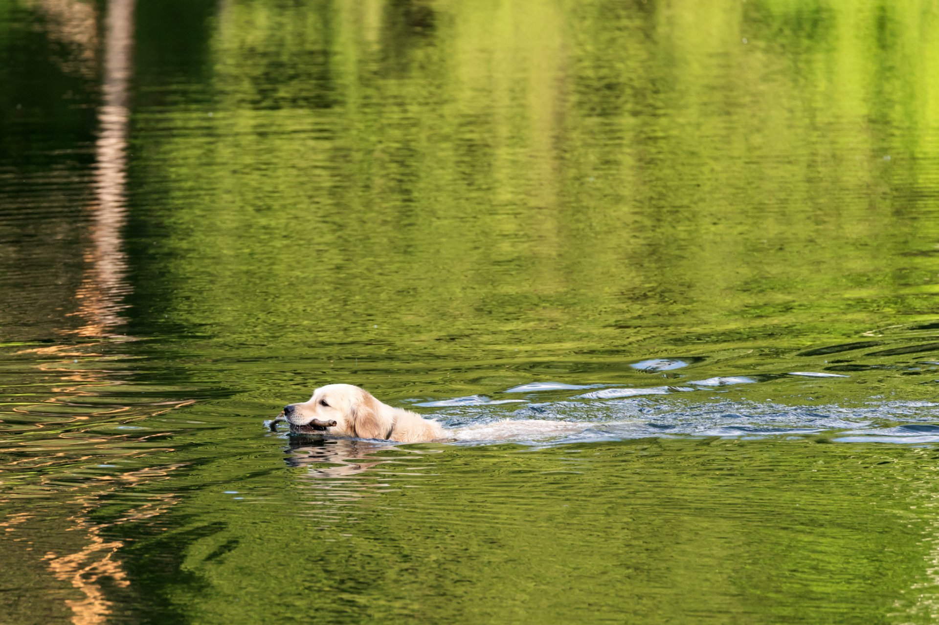 Pondweed and Dogs | The Aqua Contractor 