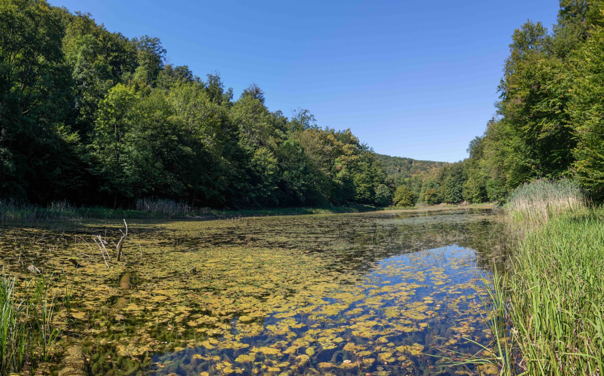 Lake Covered With Moss Surrounded By Beautiful Thick Green Trees