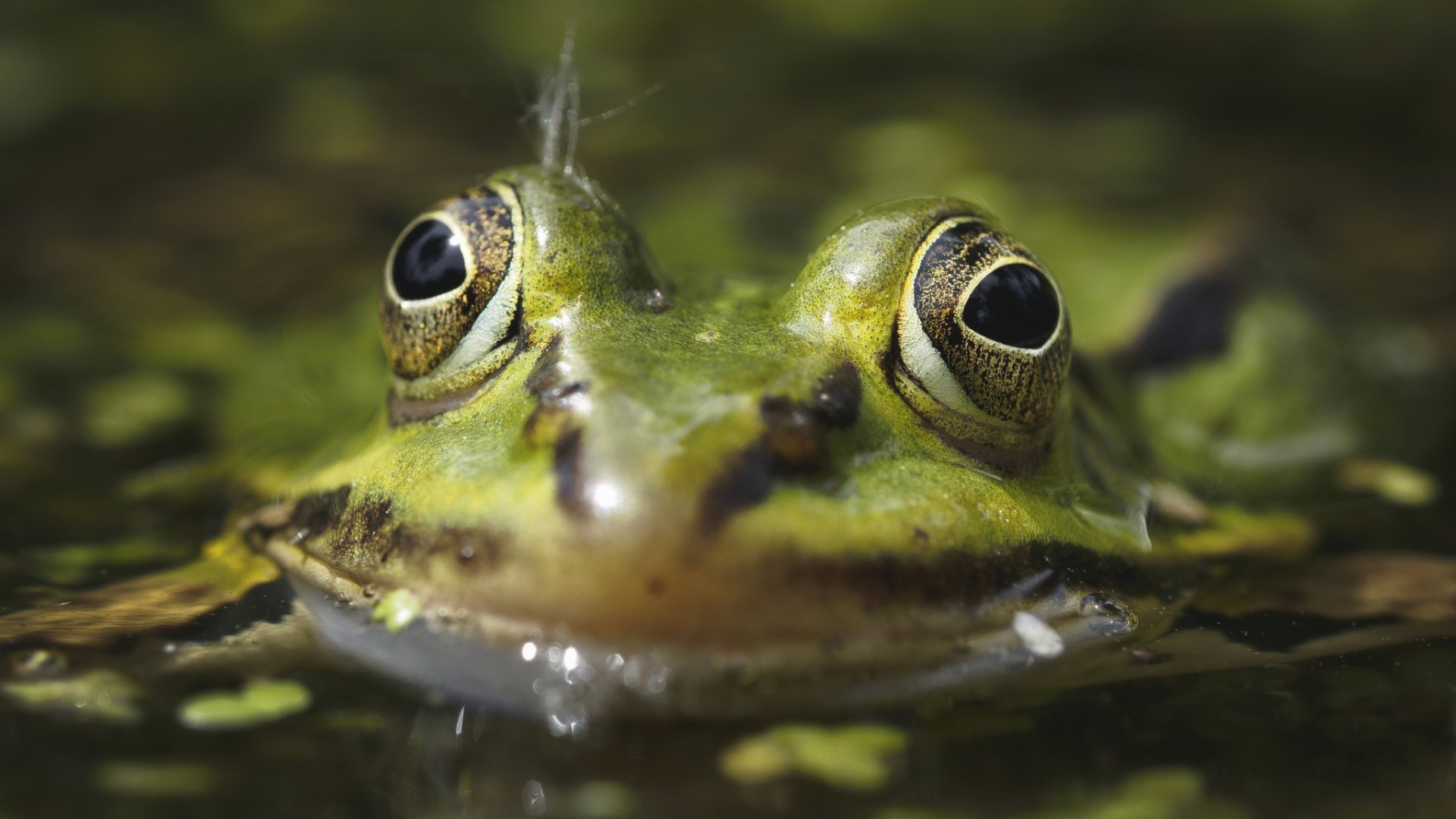 Pondweed and wildlife | The Aqua Contractor