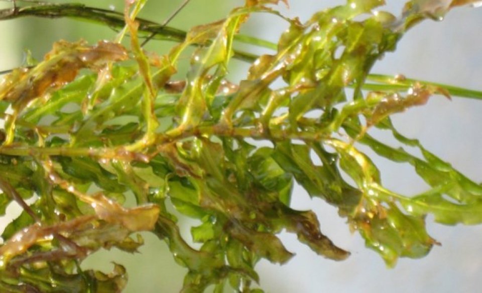 Curled Pondweed