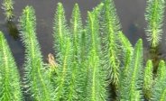 Mares Tail Pond Weed