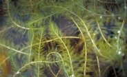 Spiked Water Milfoil